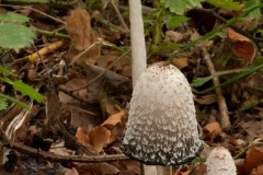 Coprinus comatus, Shaggy Inkcap