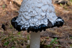 Coprinus comatus - Shaggy Inkcap, Lound, Notts.