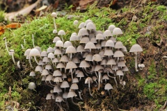 Coprinus disseminatus - Fairy Inkcap, Lound, Notts.