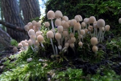 Coprinus disseminatus - Fairy Inkcap, Lound, Notts.