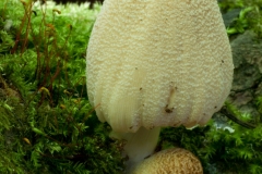 Coprinus domesticus, Firerug Inkcap