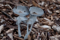 Coprinus lagopus - Hare's Foot Inkcap, Anston Stones.