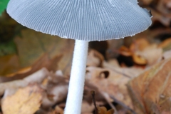 Coprinus lagopus - Hare's Foot Inkcap, Sherwood Forest, Notts.