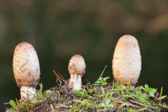 Coprinus levisticolens, Lound, Notts