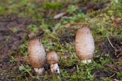 Coprinus levisticolens, Lound, Notts.