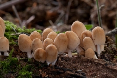 Coprinus micaceus - Glistening Inkcap, Clumber Park, Notts.