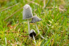 Coprinus niveus, Longshaw NT, Derbys.