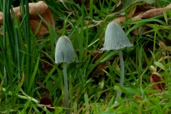 Coprinus niveus, Longshaw NT, Derbys.