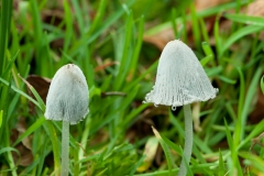 Coprinus niveus, Longshaw NT, Derbys.