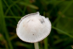 Coprinus niveus - Snowy Inkcap, Longshaw NT, Derbyshire