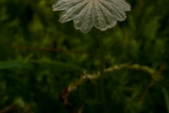 Coprinus patouillardii, Lindrick Common.