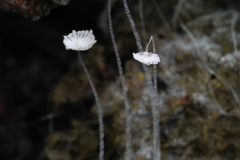 Coprinus patouillardii, Anston Stones Wood.