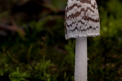 Coprinus picaceus - Magpie Inkcap, Treswell Wood, Notts.