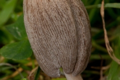 Coprinus plicatilis, Pleated Inkcap