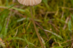 Coprinus plicatilis - Pleated Inkcap, Clumber Park.