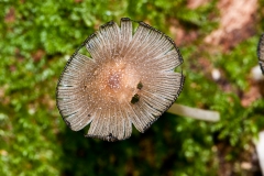 Coprinus radians, Anston Stones Wood.