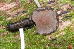 Coprinus radians, Anston Stones Wood.