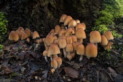 Coprinus micaceus - Glistening Inkcap, Barrow Hills NR, Notts.