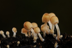 Coprinus micaceus - Glistening Inkcap, Barrow Hills NR, Notts.