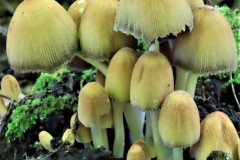 Coprinus micaceus - Glistening Inkcap