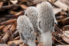 Coprinus lagopus - Hare's Foot Inkcap, Anston Stones.