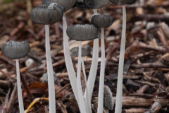 Coprinus lagopus - Hare's Foot Inkcap, Anston Stones.