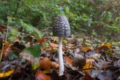 Coprinus picaceus - Magpie Inkcap, Dinnington