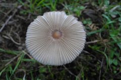 Coprinus plicatilis - Pleated Inkcap, Lindrick.