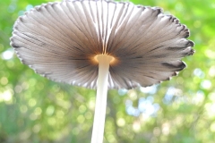 Coprinus plicatilis - Pleated Inkcap, Lindrick.