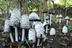 Coprinus comatus - Shaggy Inkcap, Potteric Carr.