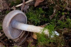 Cortinarius camphoratus, Treswell Wood, Notts.