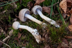 Cortinarius camphoratus, Treswell Wood, Notts.