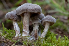 Cortinarius hemitrichus- Lound, Notts.