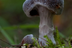 Cortinarius hemitrichus - Frosty Webcap, Lound, Notts.