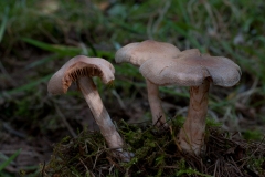 Cortinarius hemitrichus - Frosty Webcap, Lound, Notts. Photo by Les Coe