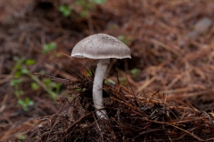 Cortinarius hemitrichus - Frosty Webcap, Lound, Notts.