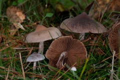 Cortinarius hemitrichus - Frosty Webcap, Sherwood Pines, Notts..