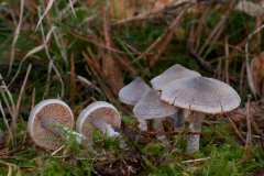 Cortinarius hemitrichus - Frosty Webcap, Sherwood Pines, Notts..