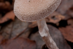 Cortinarius hemitrichus - Frosty Webcap, Lound, Notts.