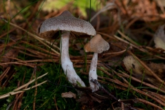 Cortinarius hemitrichus - Frosty Webcap, Sherwood Pines, Notts.