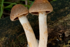 Cortinarius limonius - Sunset Webcap, Barrow Hills NR, Notts.