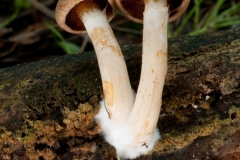 Cortinarius limonius - Sunset Webcap, Barrow Hills NR, Notts.