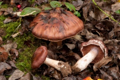 Cortinarius subtorvus, Lindrick Dale.