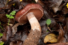 Cortinarius subtorvus, Lindrick Dale.