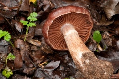 Cortinarius subtorvus, Lindrick Dale.