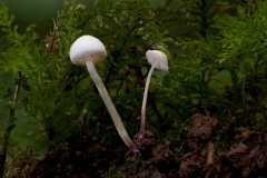 Cystolepiota bucknallii, Whitwell Wood, Derbyshire.