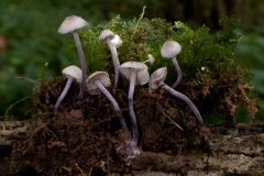 Cystolepiota bucknallii, Whitwell Wood, Derbyshire.