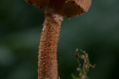 Cystolepiota moelleri, Clumber Park NT, Notts.