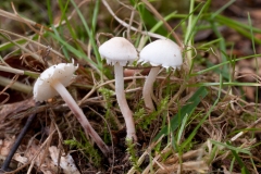 Cystolepiota seminuda, Anston Stones Wood.