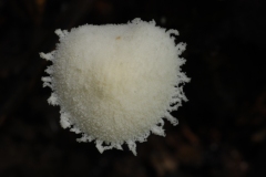 Cystolepiota seminuda, Anston Stones Wood.